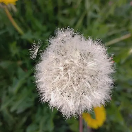 Plaza 7 Srebrno Jezero Veliko Gradište