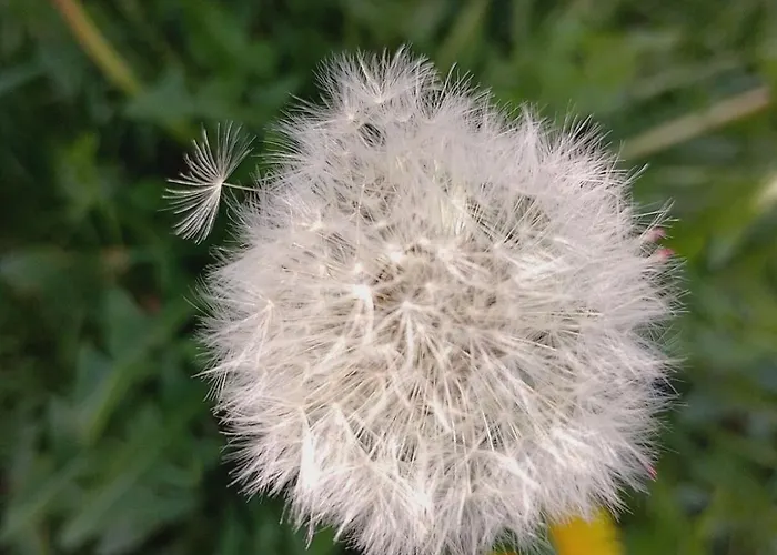 Plaza 7 Srebrno Jezero Veliko Gradište